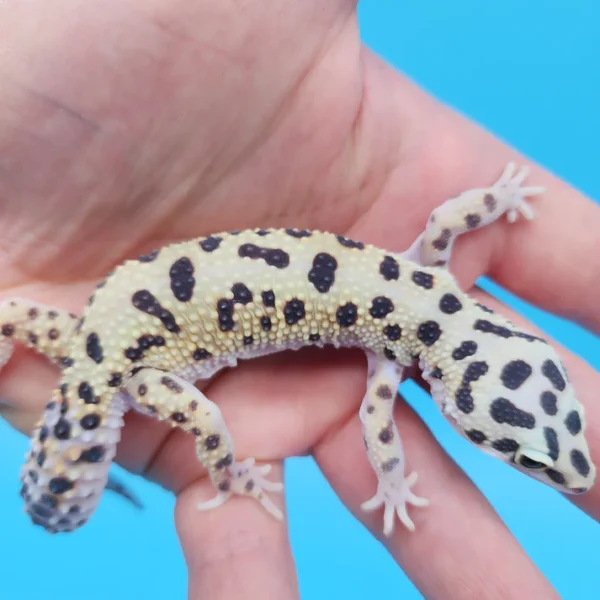 Bold Eclipse Leopard Gecko Adult Female - Image 3