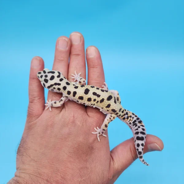 Bold Eclipse Leopard Gecko Adult Female - Image 2