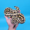 Male YB Pastel Puzzle (585g) - Image 4