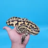 Male YB Pastel Puzzle (585g) - Image 3