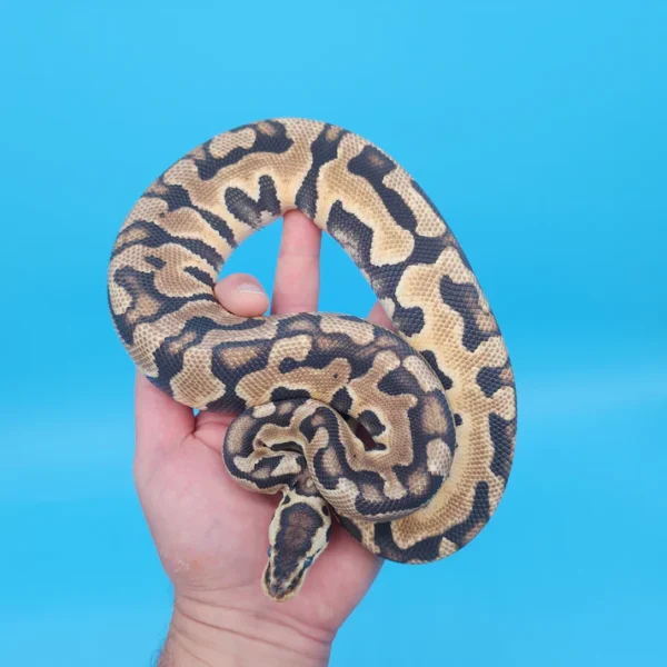 Male Pastel Puzzle (565g in shed)