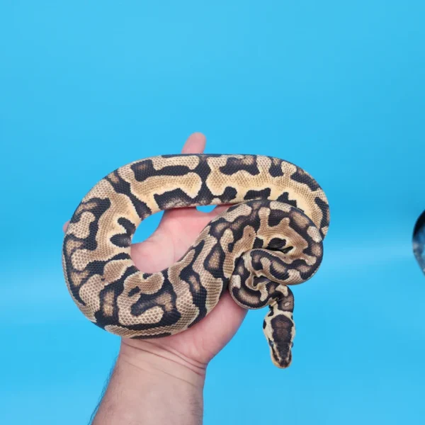 Male Pastel Puzzle (565g in shed) - Image 3