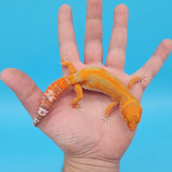 Red Stripe Tremper Leopard Gecko Adult