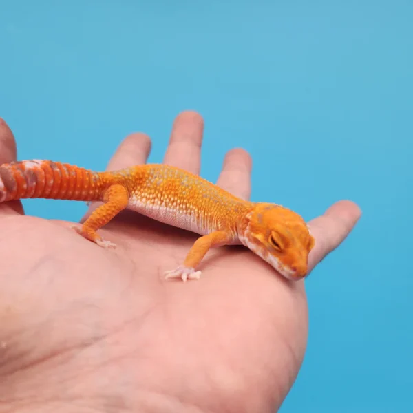 Red Stripe Tremper Leopard Gecko Adult - Image 2