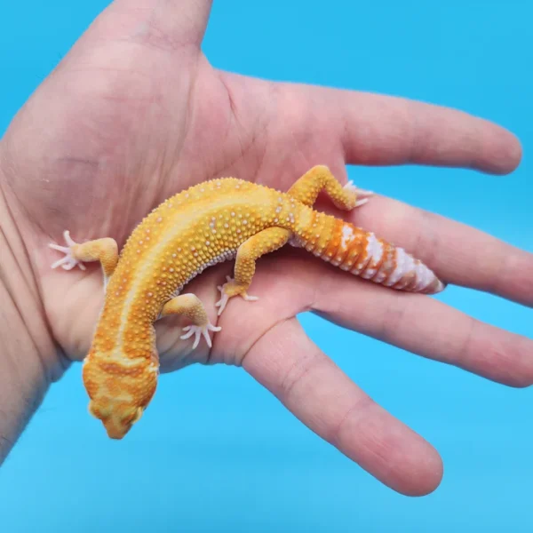 White & Yellow Tremper Adult - Image 3