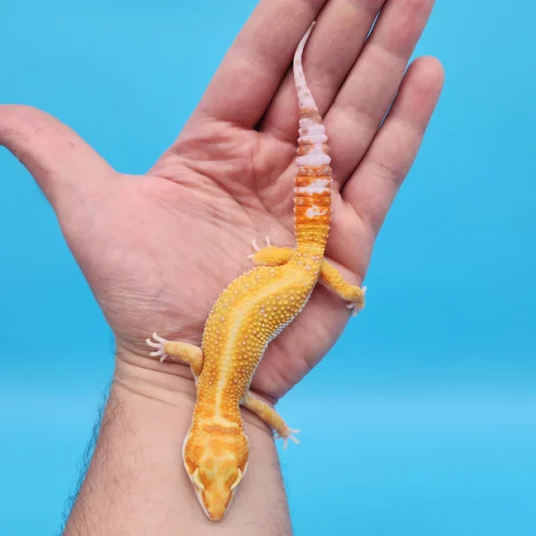 White & Yellow Tremper Adult - Image 2