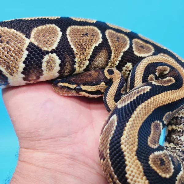 Male 100% Het Puzzle Possible Yellow Belly - Image 3