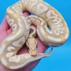 Male Banana Pastel Mojave Yellow Belly 100% Het Puzzle (Possible Fluff) - Image 4