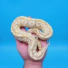 Male Banana Pastel Mojave Yellow Belly 100% Het Puzzle (Possible Fluff) - Image 2
