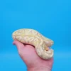 Male Banana Pastel Mojave Yellow Belly 100% Het Puzzle (Possible Fluff) - Image 3