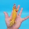 OG Tangerine Leopard Gecko Adult Female (#32323-05) - Image 3