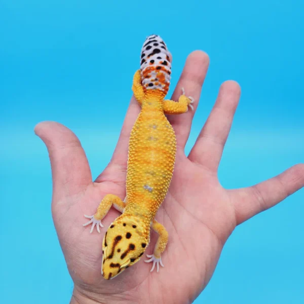 OG Tangerine Leopard Gecko Adult Female (#32323-05) - Image 3