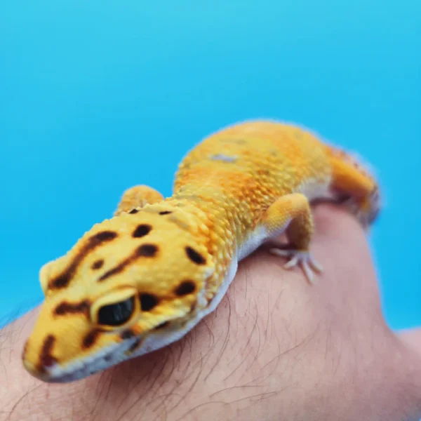 OG Tangerine Leopard Gecko Adult Female (#32323-05) - Image 2