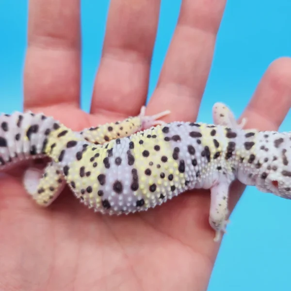 Giant W&Y Mack Snow Leopard Gecko Female - Image 3