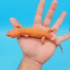 OG Tremper Sunglow Leopard Gecko Adult Female - Image 3