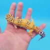 OG Tangerine Leopard Gecko Adult Female (#32323-02) - Image 2