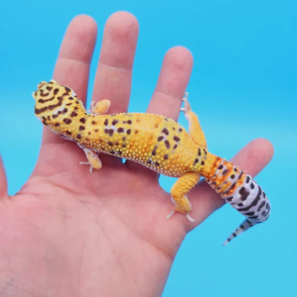 OG Tangerine Leopard Gecko Adult Female (#32323-02) (Copy) - Image 2