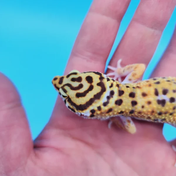 OG Tangerine Leopard Gecko Adult Female (#32323-02) (Copy) - Image 3