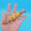 OG Tangerine Leopard Gecko Adult Female (#32323-02)