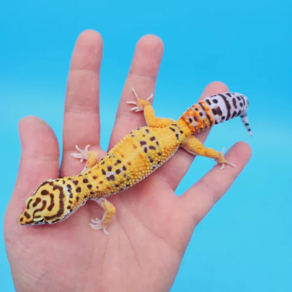 OG Tangerine Leopard Gecko Adult Female (#32323-02) (Copy)