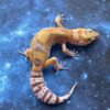 OG Tang x Pacific Green Leopard Gecko Sub Adult
