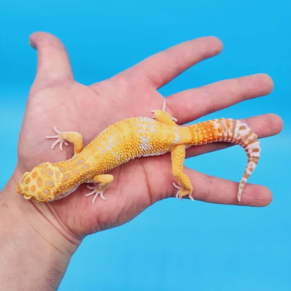 Tremper Tang W&Y Leopard Gecko Adult Male