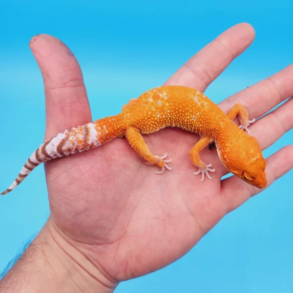 Tangerine Jungle Tremper Leopard Gecko Adult - Image 3