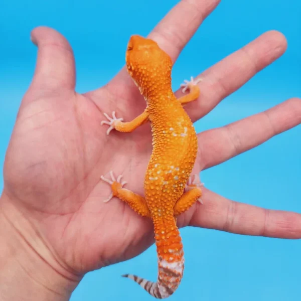 Tangerine Jungle Tremper Leopard Gecko Adult