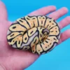 Female Super Pastel Het Puzzle Possible Het Clown Ball Python - Image 2