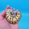 Female Super Pastel Het Puzzle Possible Het Clown Ball Python - Image 3