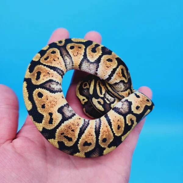 Female Pastel Het Puzzle Possible Het Clown Ball Python - Image 3