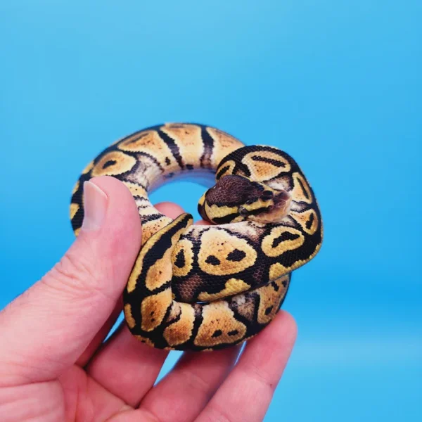 Female Pastel Het Puzzle Possible Het Clown Ball Python - Image 2