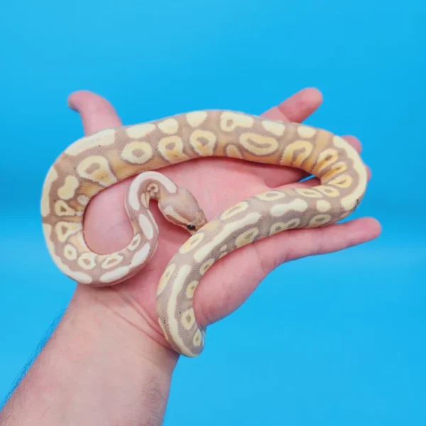 Female Banana Pastel Yellow Belly Ball Python - Image 2