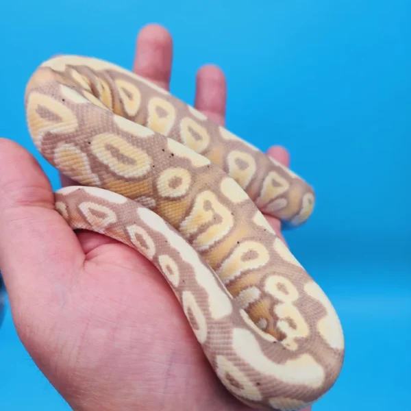 Female Banana Pastel Yellow Belly Ball Python - Image 4