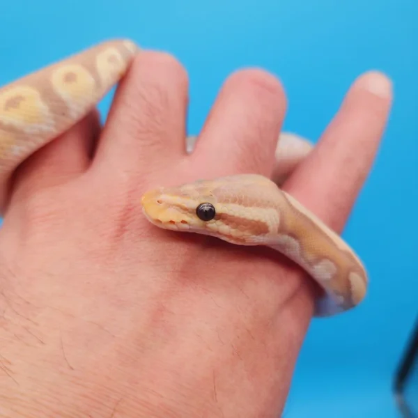 Female Banana Pastel Yellow Belly Ball Python - Image 3