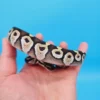 Male Black Head Lesser Ball Python - Image 3