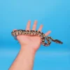 Male Black Head Lesser Ball Python - Image 2