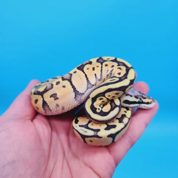 Female Super Pastel Het Puzzle Possible Het Clown Ball Python - Image 4