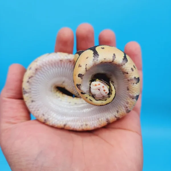 Female Super Pastel Het Puzzle Possible Het Clown Ball Python - Image 3