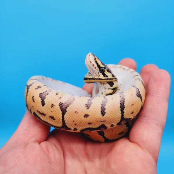 Female Super Pastel Het Puzzle Possible Het Clown Ball Python - Image 2