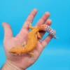 Ink Spot OG Tangerine Leopard Gecko Adult (#32323-06)