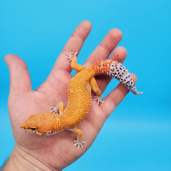 Ink Spot OG Tangerine Leopard Gecko Adult (#32323-06)