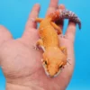 Ink Spot OG Tangerine Leopard Gecko Adult (#32323-06) - Image 3
