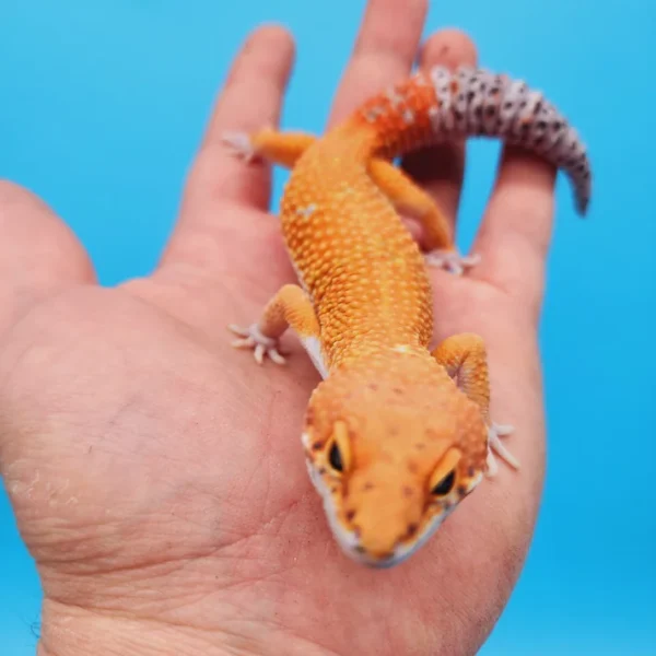 Ink Spot OG Tangerine Leopard Gecko Adult (#32323-06) - Image 3