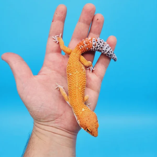 Ink Spot OG Tangerine Leopard Gecko Adult (#32323-06) - Image 2