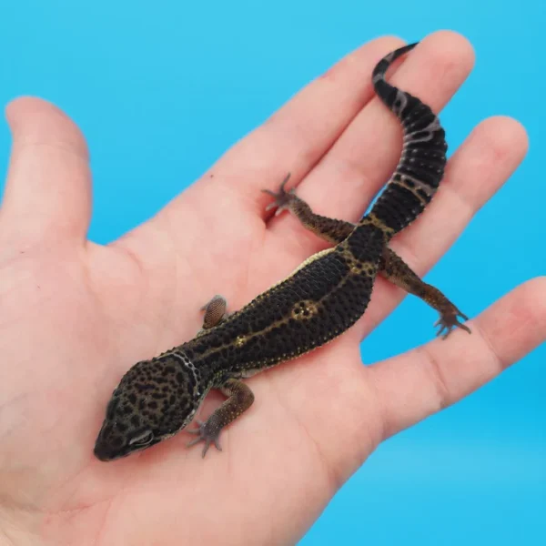 Black Knight Leopard Gecko