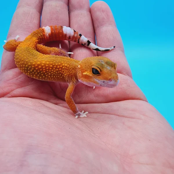 Hypo Het. Eclipse Leopard Gecko Adult - Image 3