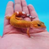 Hypo Het. Eclipse Leopard Gecko Adult - Image 2