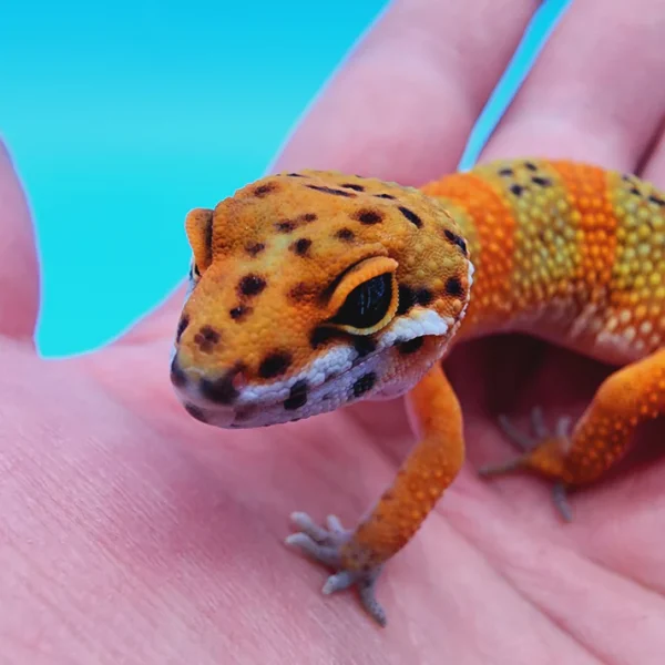 OG Tangerine Het Tremper Leopard Gecko Adult - Image 2