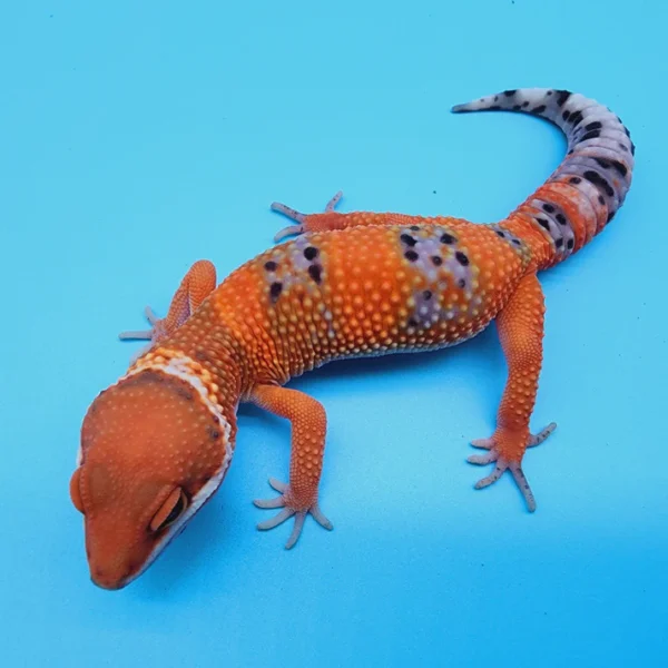 FIRE Mandarin Inferno 100% Het Tremper Albino *MUCH nicer in person!*